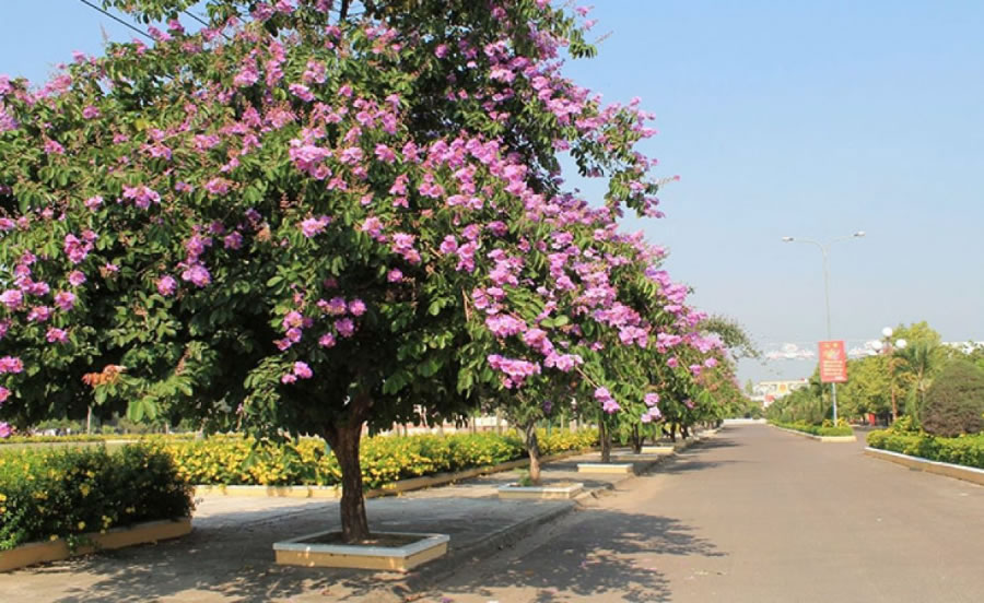 Cây Hoa bằng lăng tím