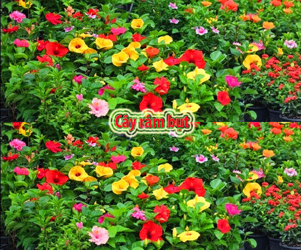Cây râm bụt