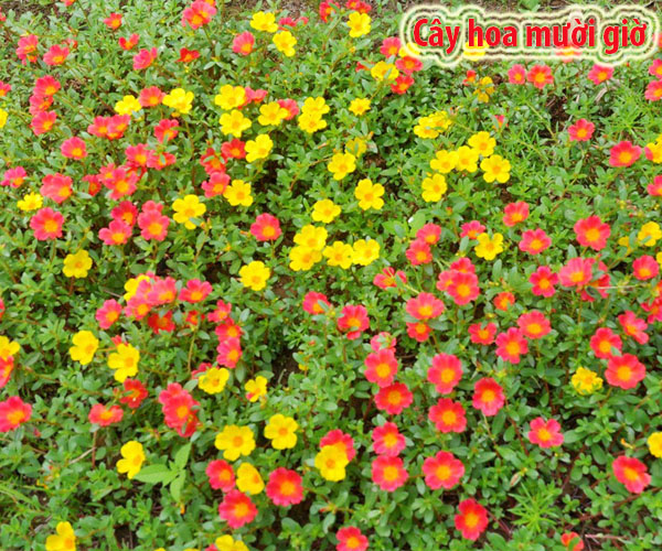 Hoa mười giờ