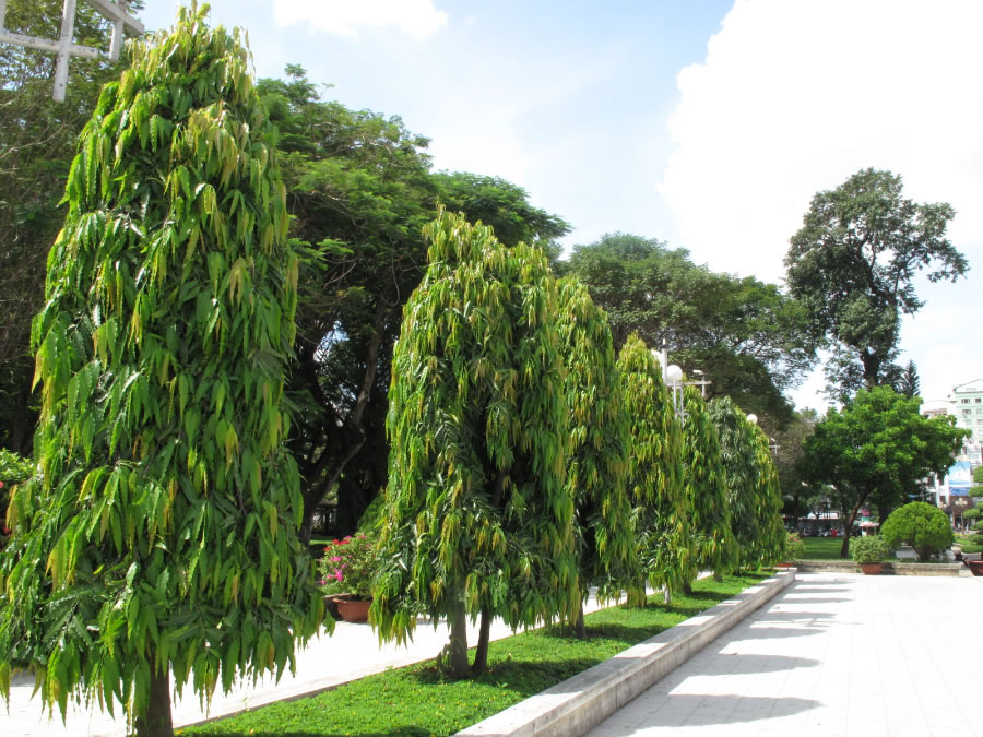 Cây hoàng nam được trồng nhiều tại đô thị, khuôn viên