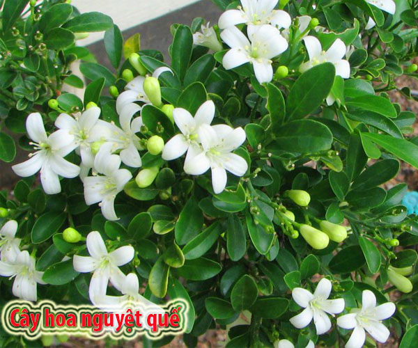 Cây nguyệt quế