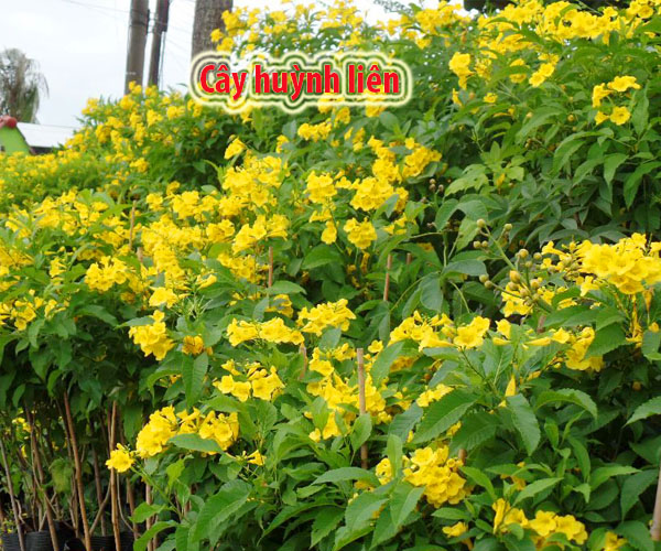 Cây huỳnh liên