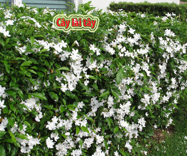 Cây lài tây