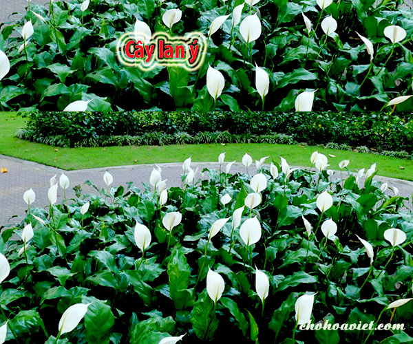 Cây lan ý