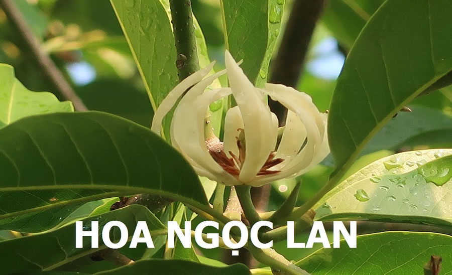 Cây Hoa Ngọc Lan