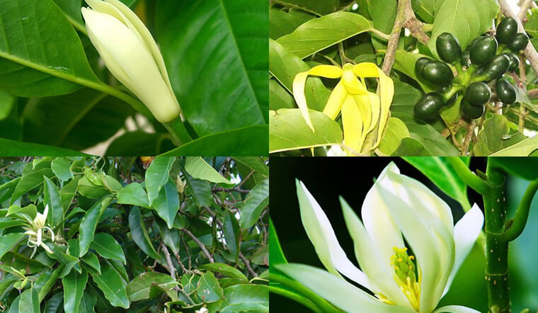 Cây Hoa Ngọc Lan