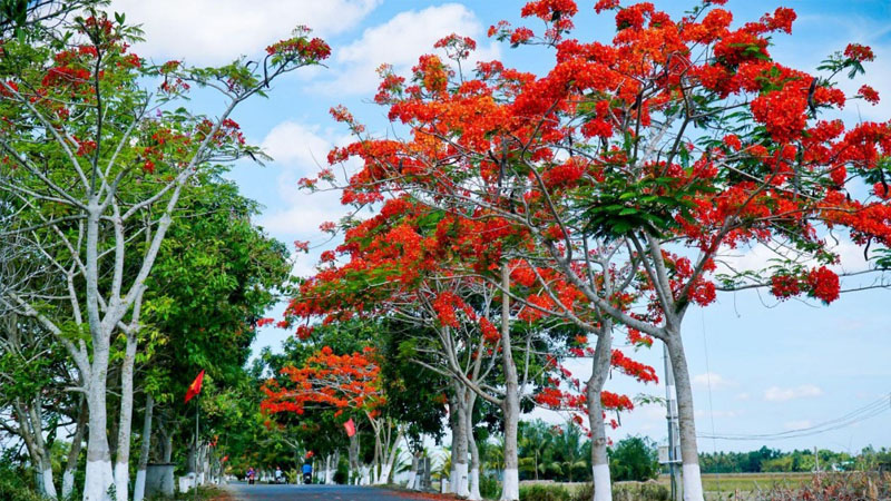 Phượng vĩ là loại cây đẹp cho thiết kế cảnh quan.