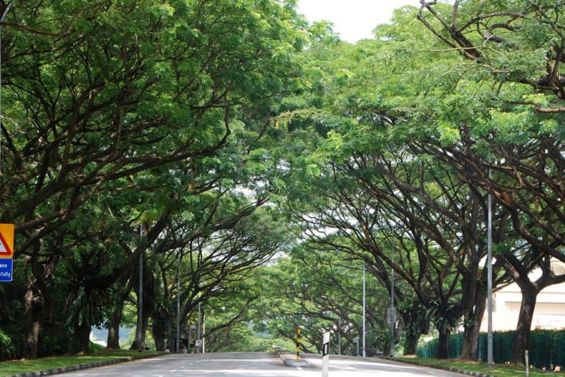 Những cây sấu là một phần không thể thiếu của nhiều đô thị.