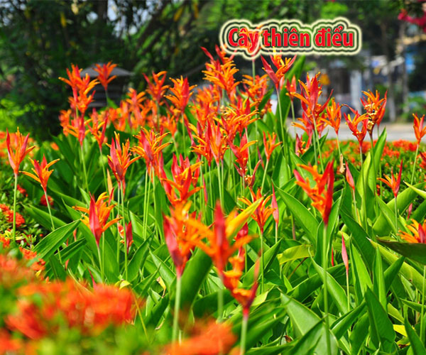Cây hoa thiên điểu