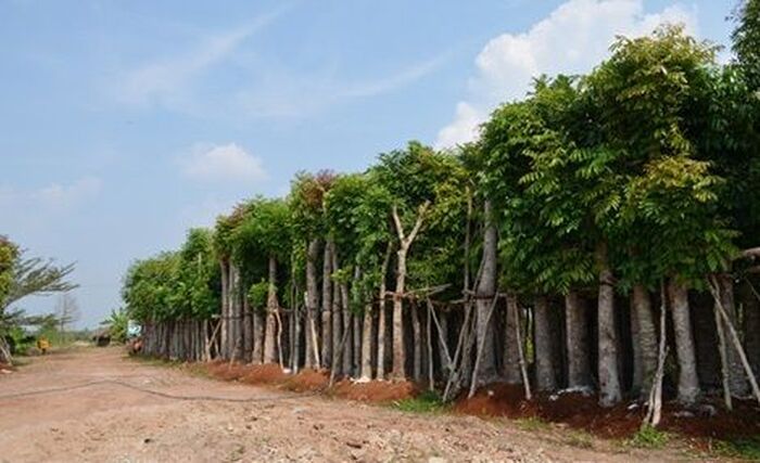 Xà cừ là loại che bóng mát đô thị