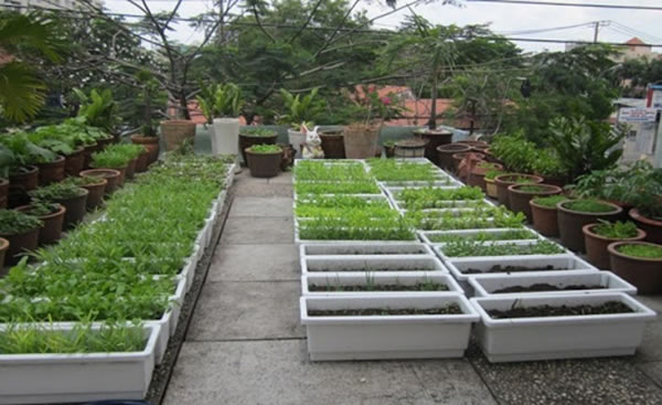 Khay chậu nhựa trồng cây rau