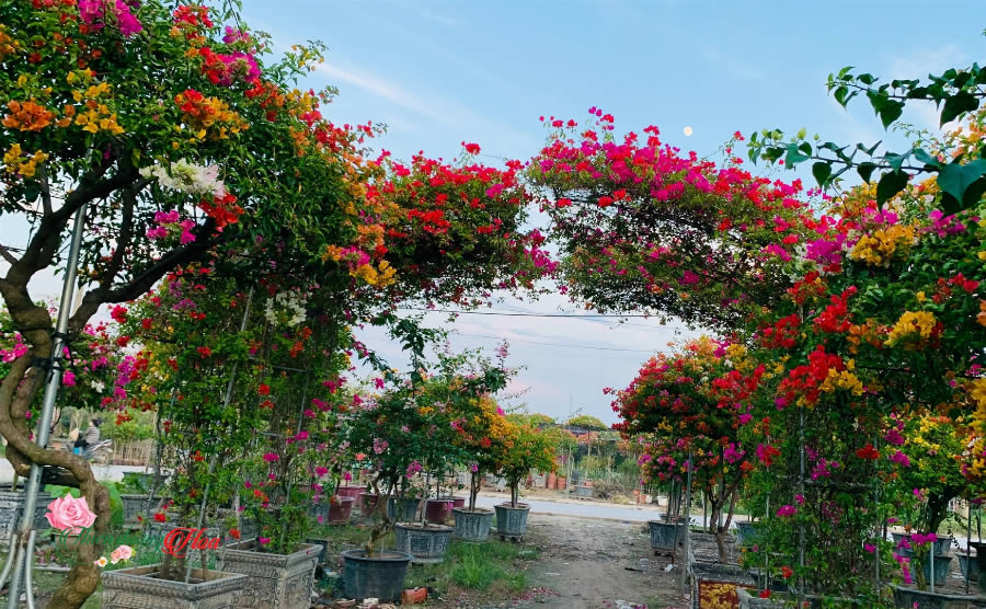 Cây Hoa giấy ngũ sắc Vinh Nghệ An