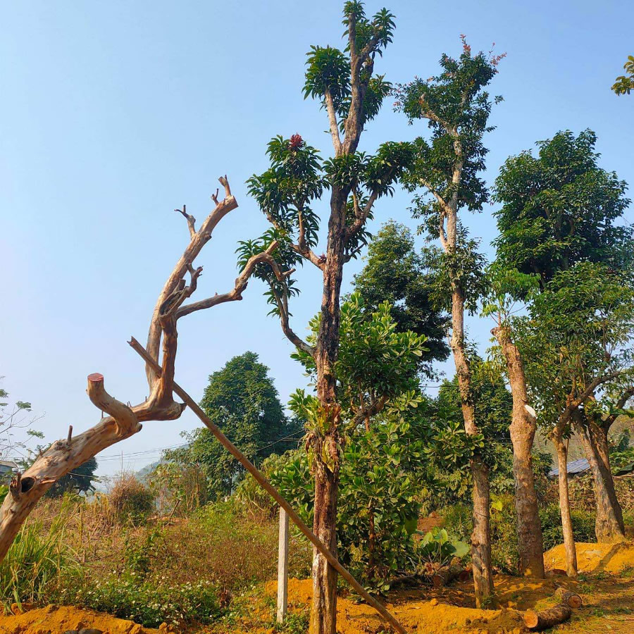 Cây bồ quân (mận quân)