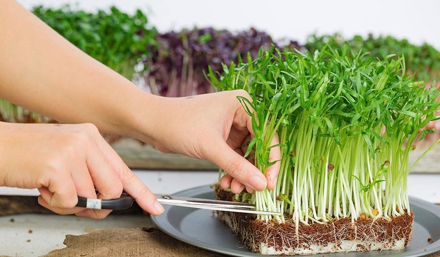Trồng rau mầm sạch tại nhà