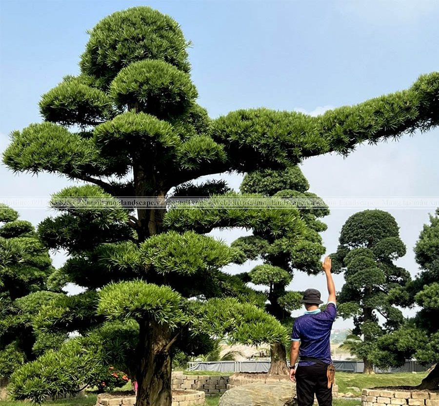 Cây Vạn niên tùng La Hán