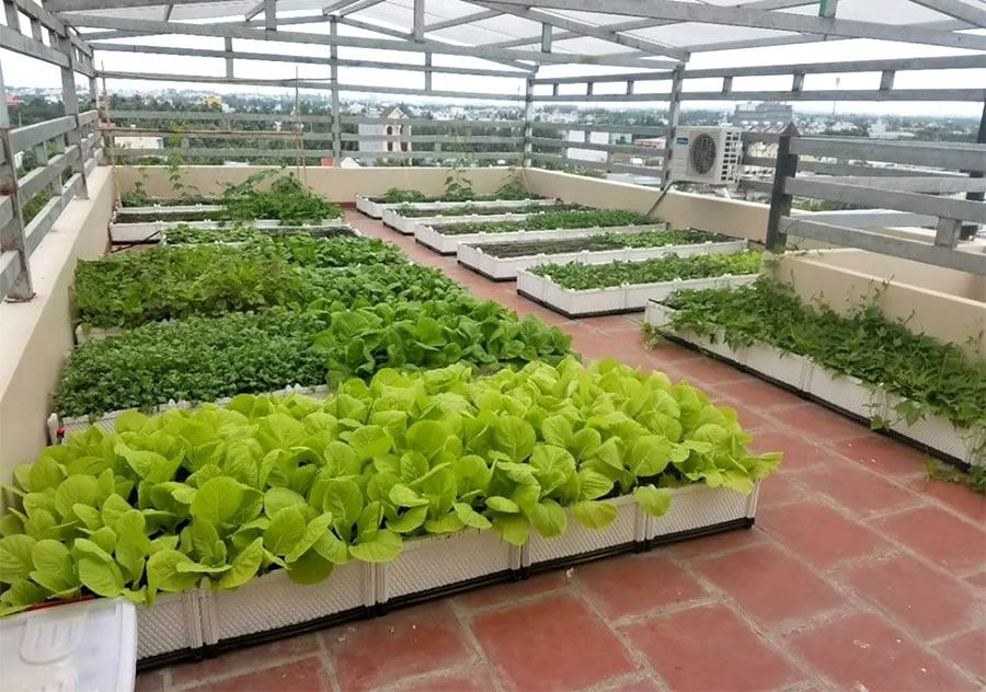 Thiết kế thi công vườn rau sạch sân thượng